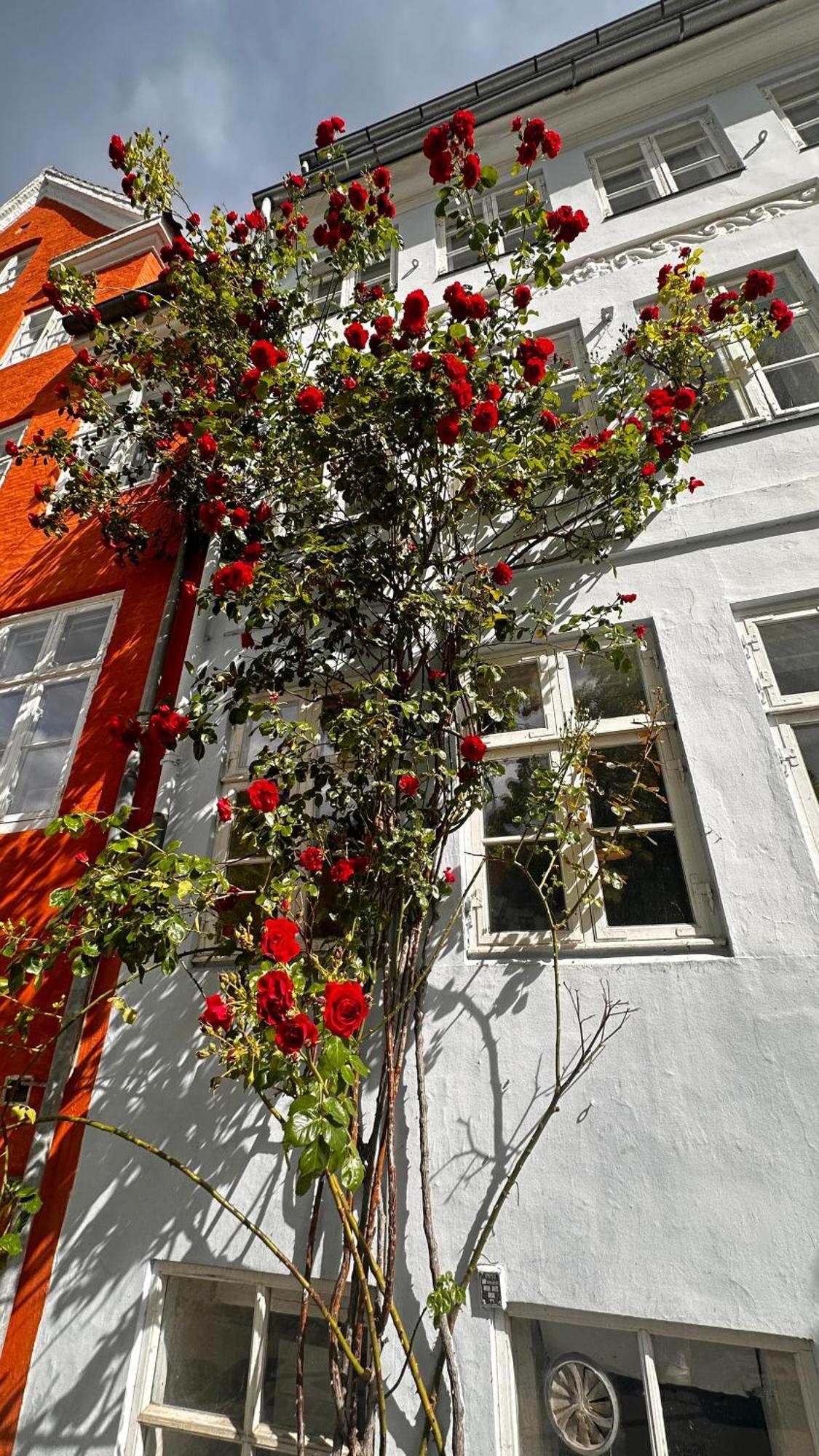 Beautiful Townhouse Villa Copenhague